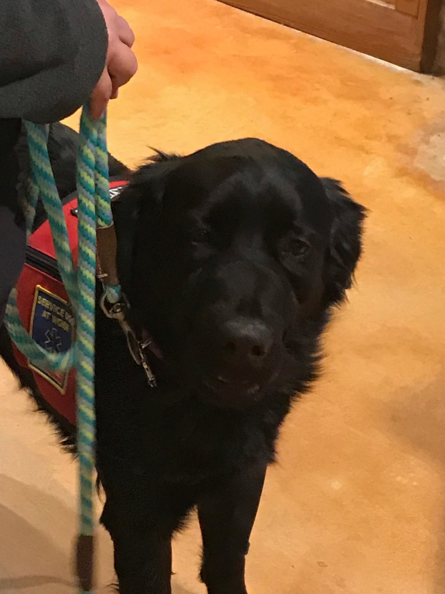 Service Dog Harvey