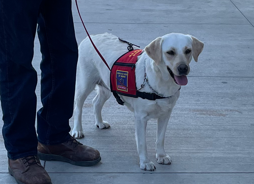 Service Dog Tori aka Beaux