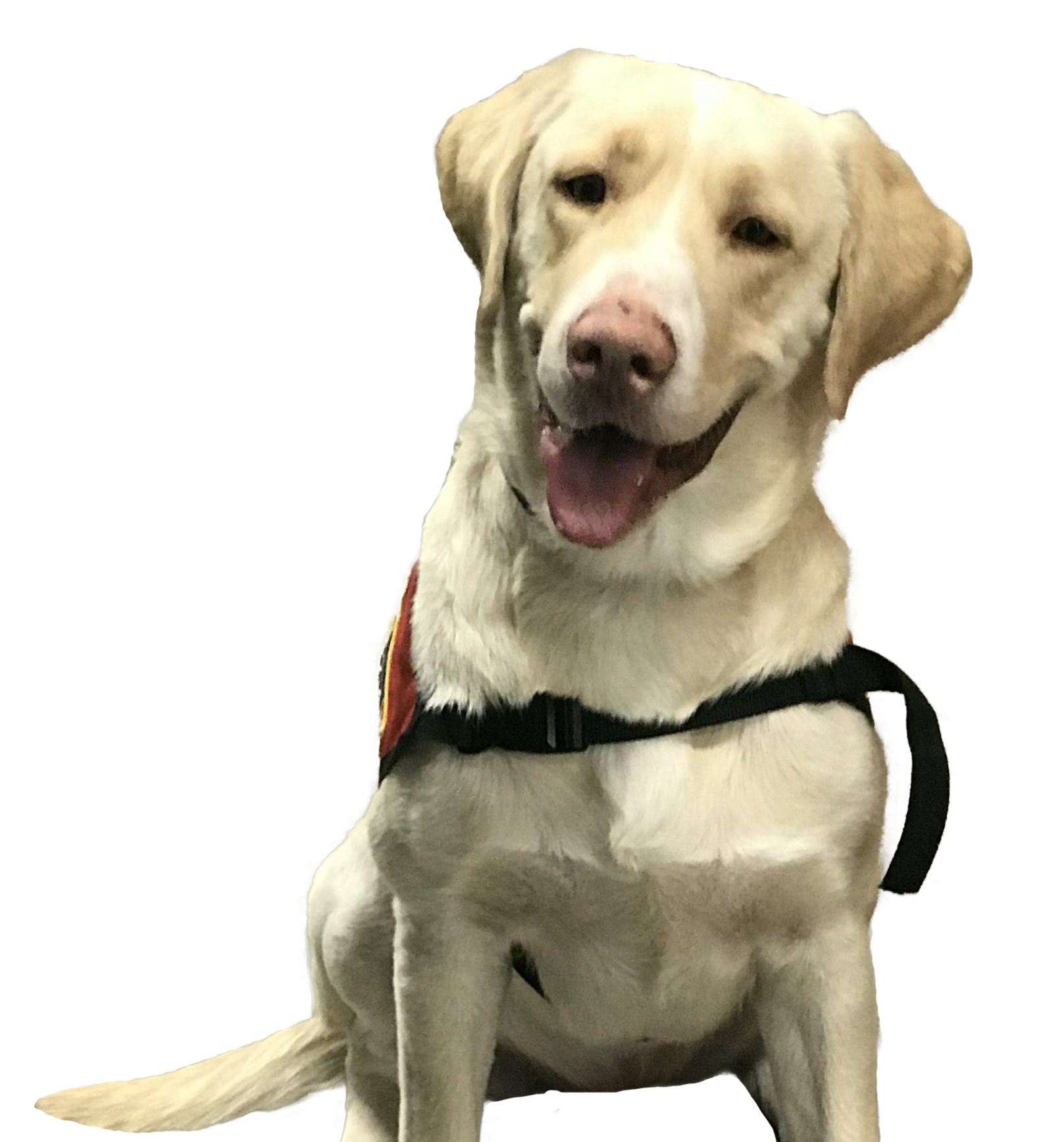 Smiling Labrador Retriever wearing a harness in a store