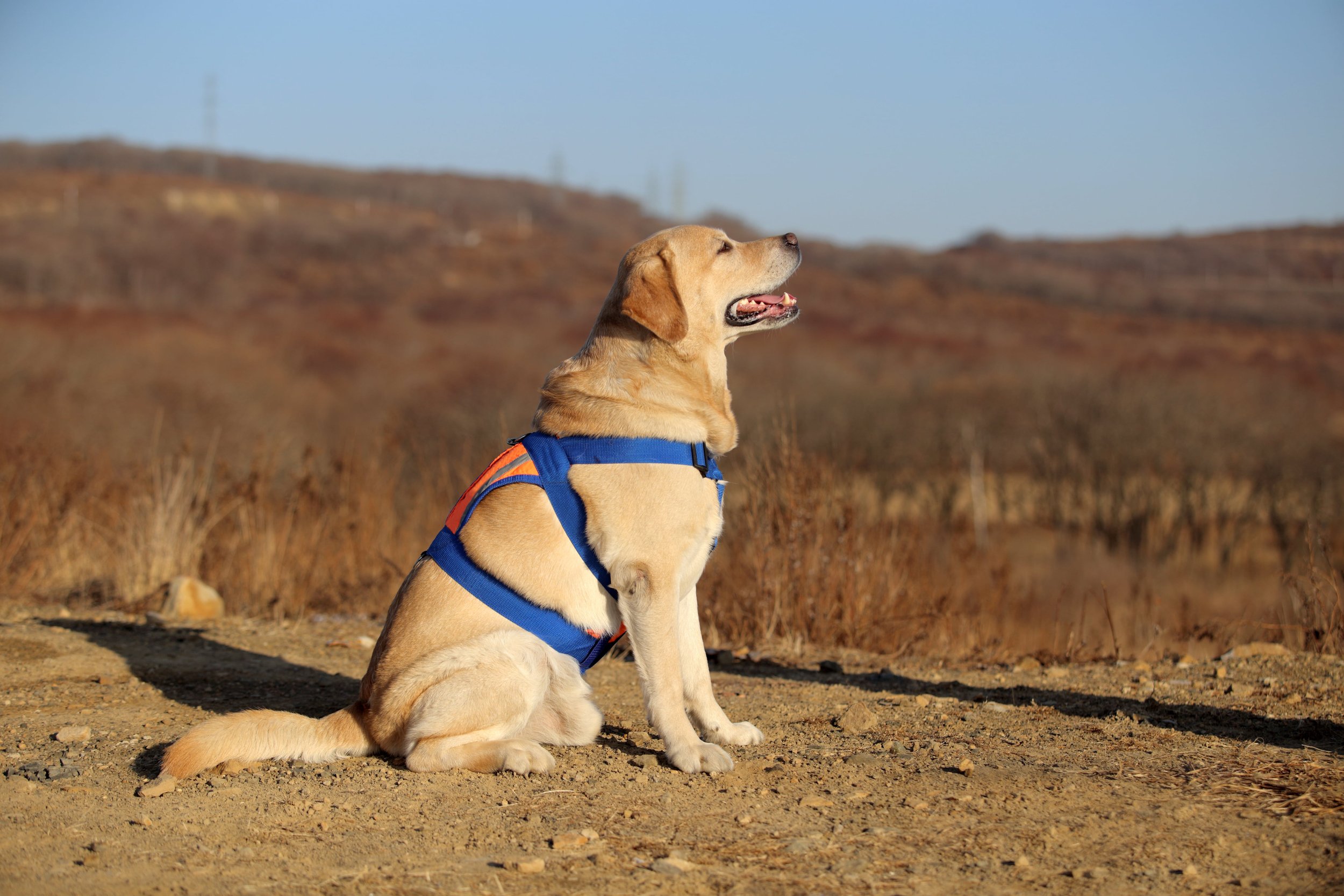 A Labrador Retriever wearing a blue harness sits on a dirt path in a dry, open landscape under a clear sky.
