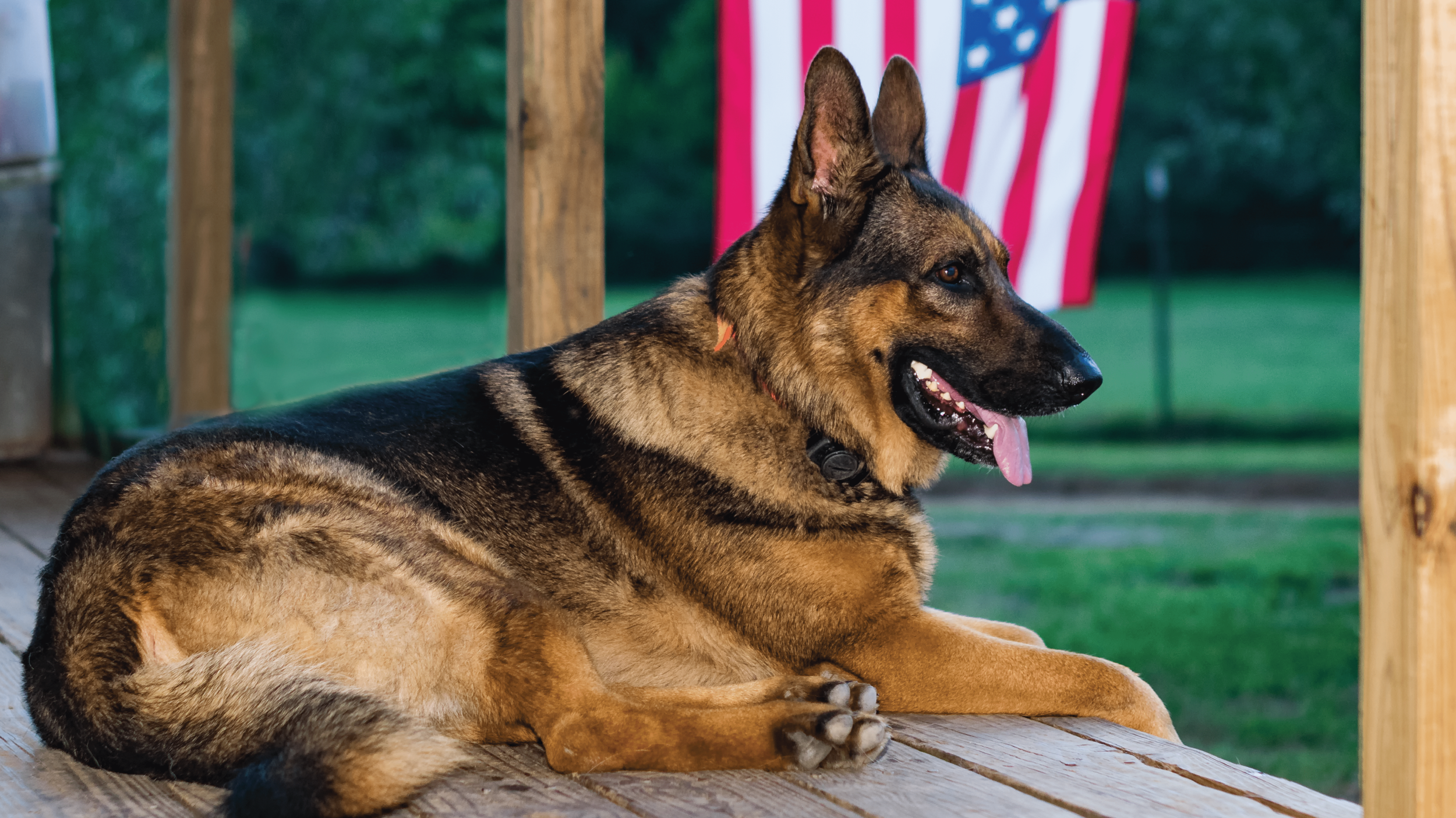German Shepherd lying on a wooden porch with an American flag in the background.