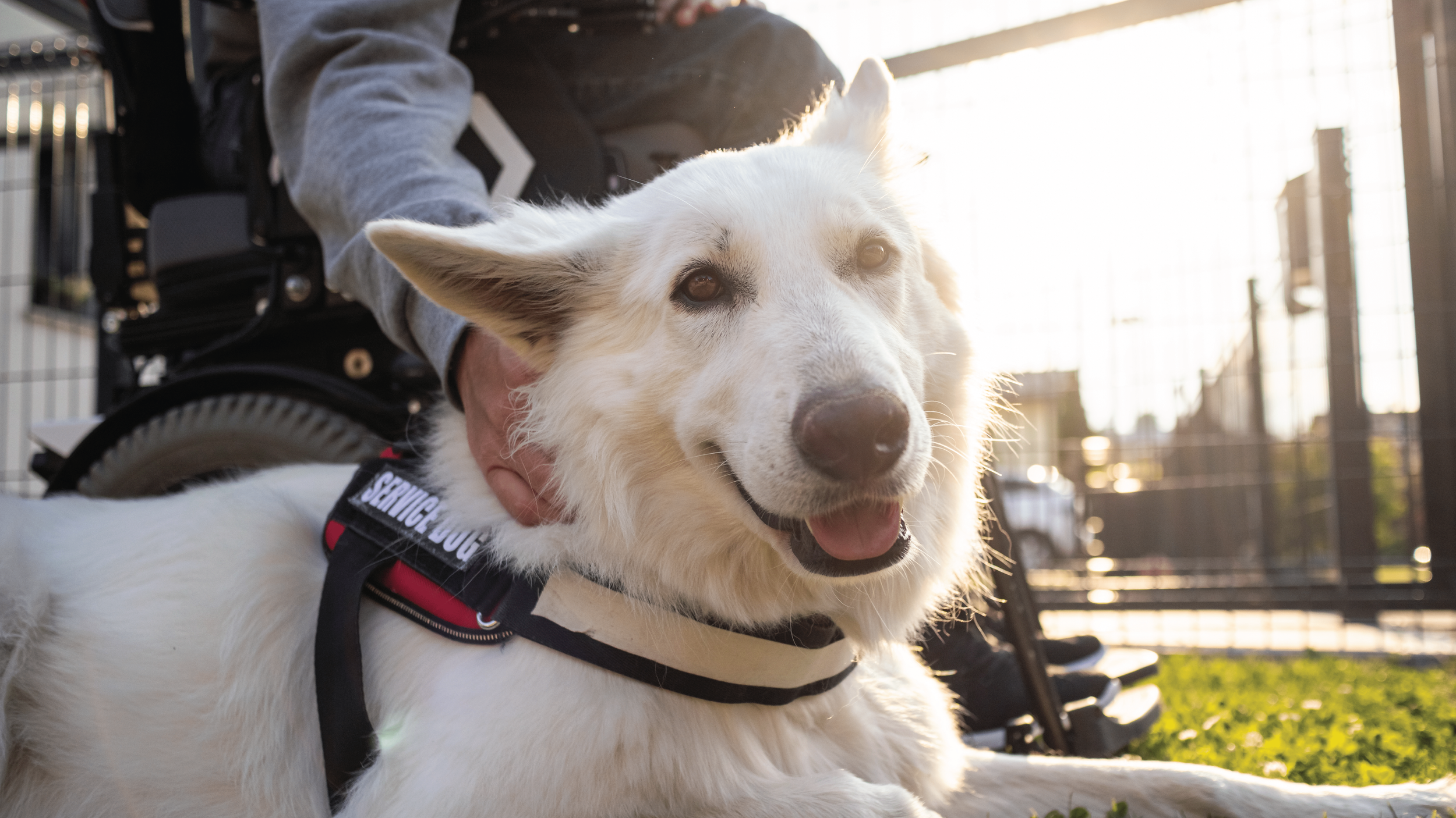 Service dog next to a wheelchair-bound person, sunny outdoor setting