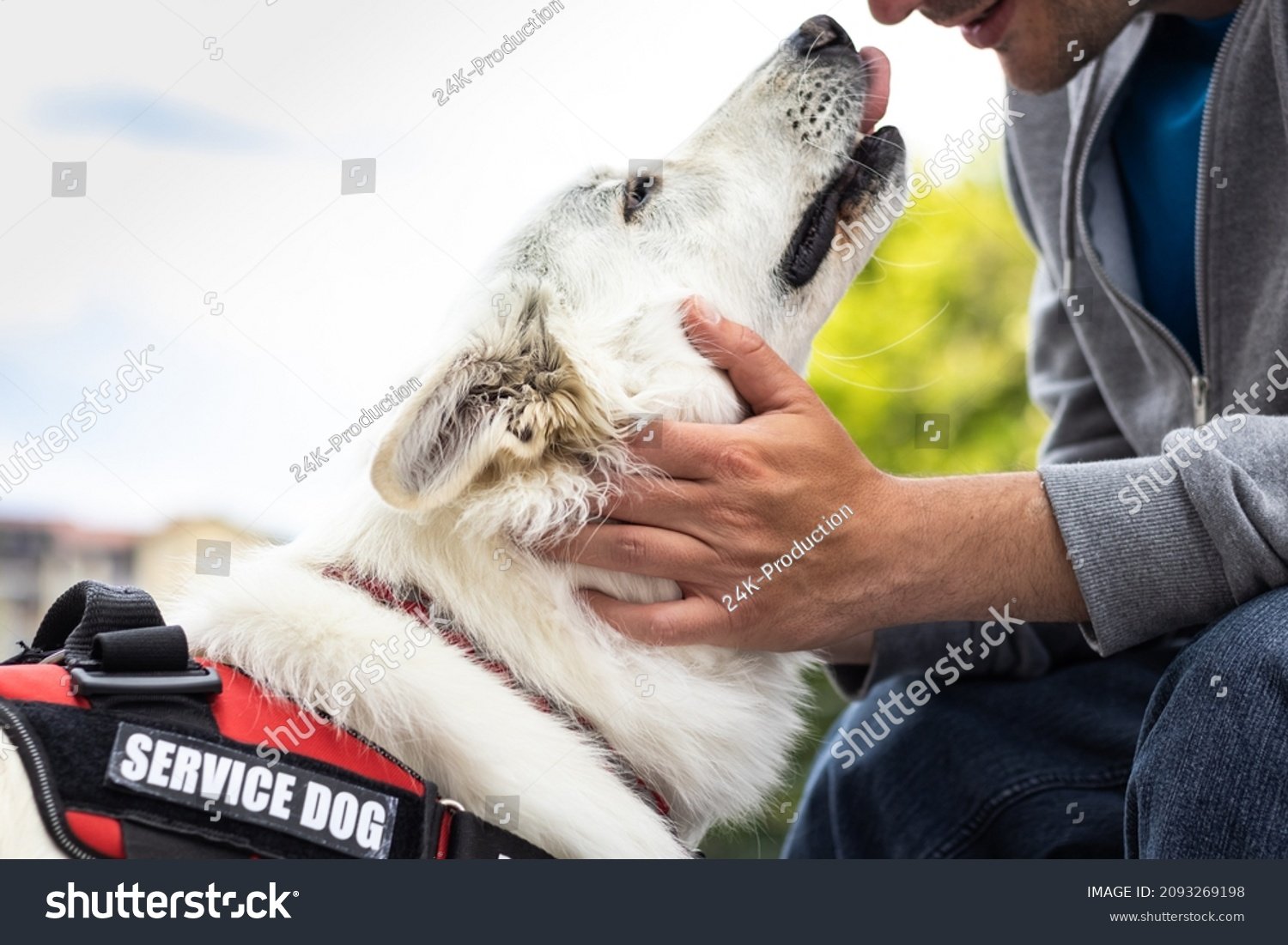 A person petting a white service dog.