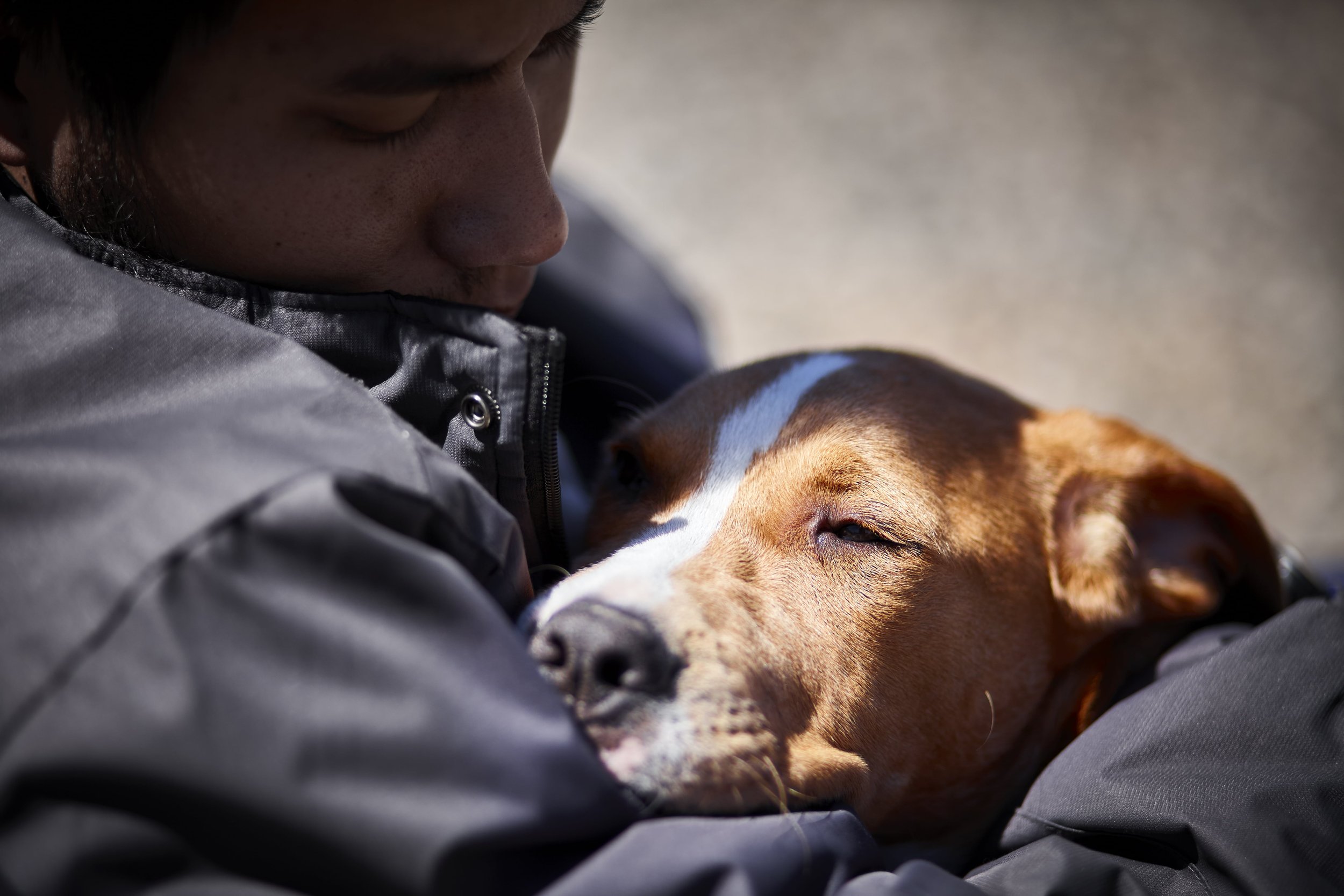 Person wearing a jacket holding and comforting a brown and white dog.