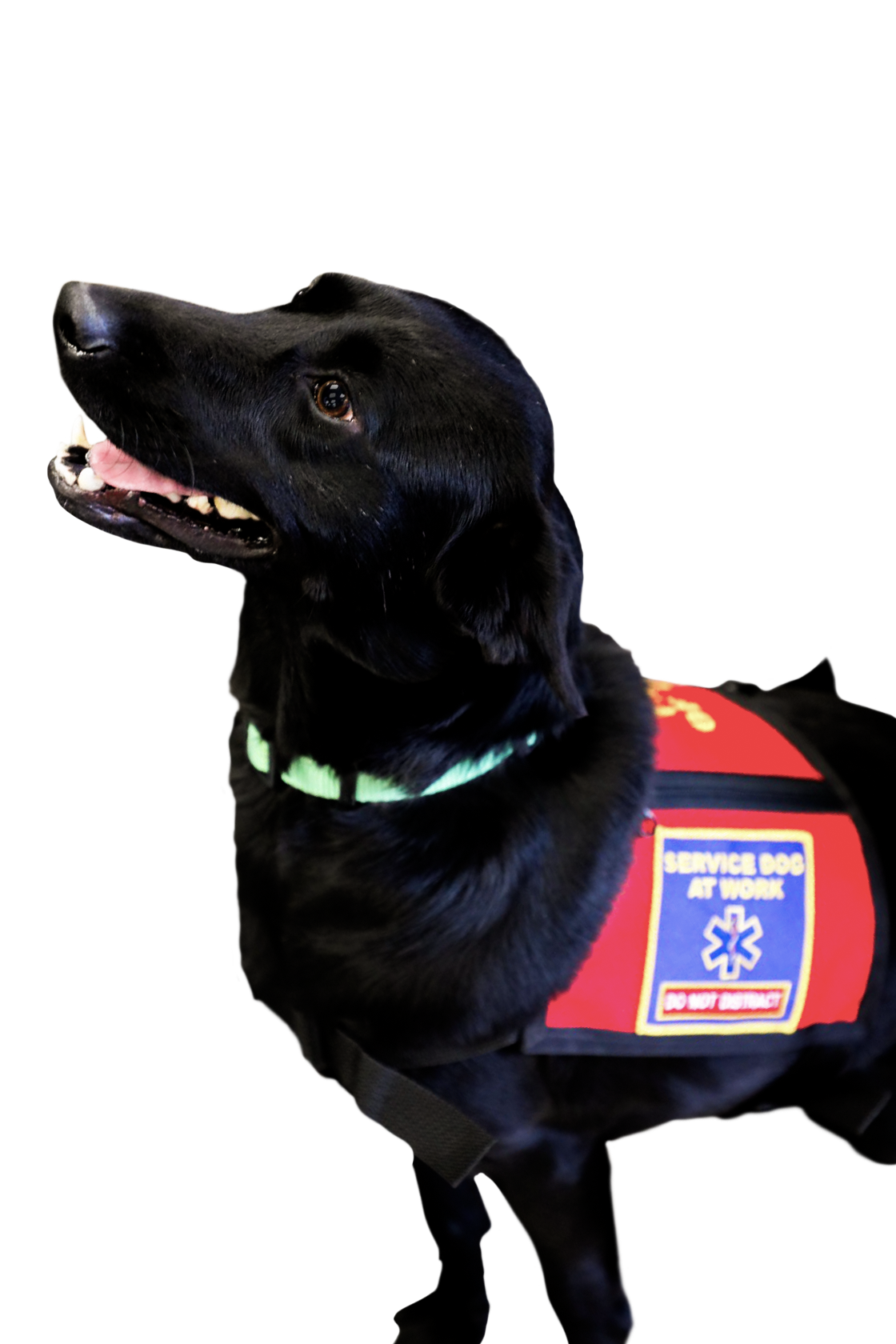 Black service dog wearing a red vest labeled "Service Dog at Work, Do Not Distract."