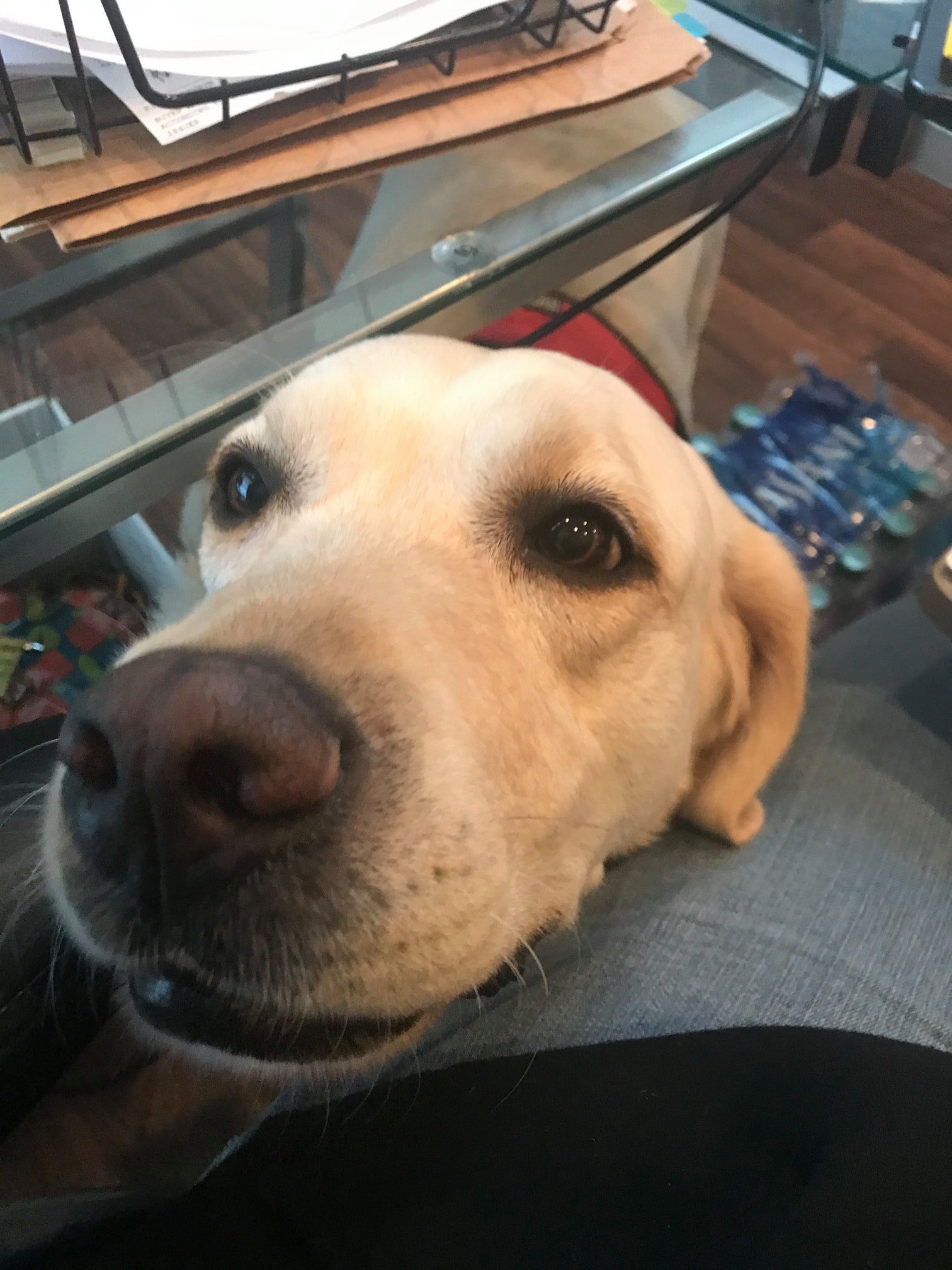 A yellow Labrador Retriever resting its head on a person's lap next to a glass table, with a stack of papers and water bottles visible.