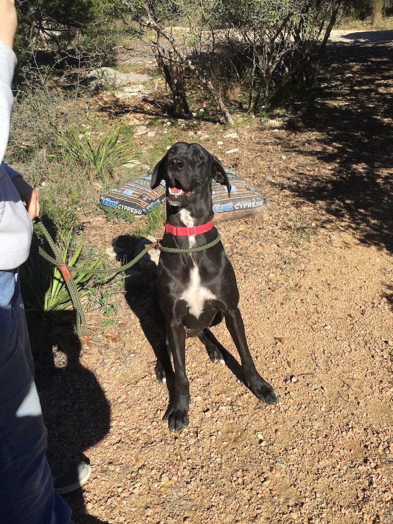 Black dog with red collar sitting on gravel path outdoors next to person, surrounded by trees and bags of mulch.