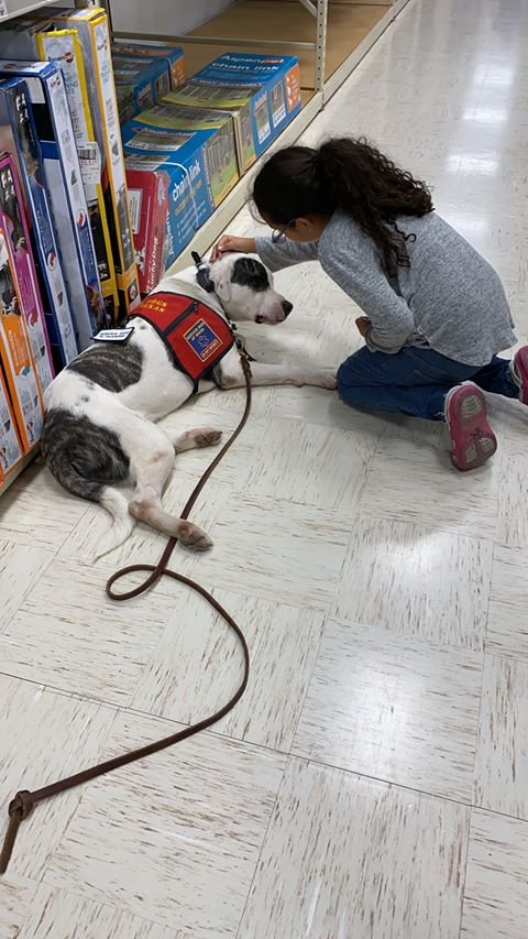 A child interacts with a service dog laying on a store floor. The dog is wearing a red service vest, and they are in front of a shelf with various products. The child is touching the dog gently.